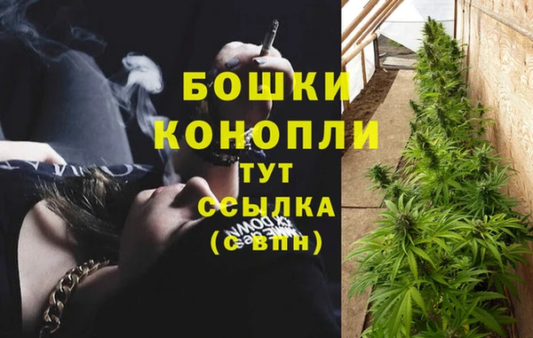 сатива Гусев